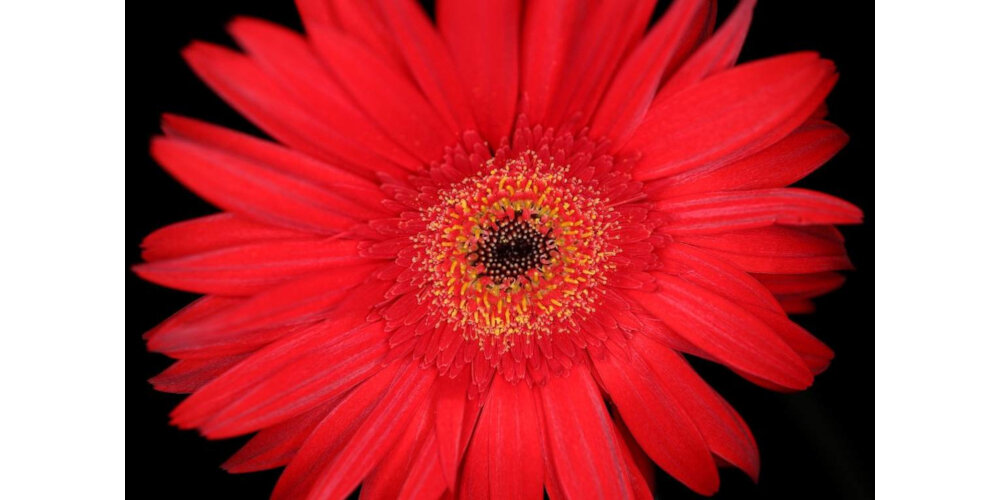 Obiektyw CANON RF-35 mm f1.8-Macro IS STM ostrosc zoom duzy format