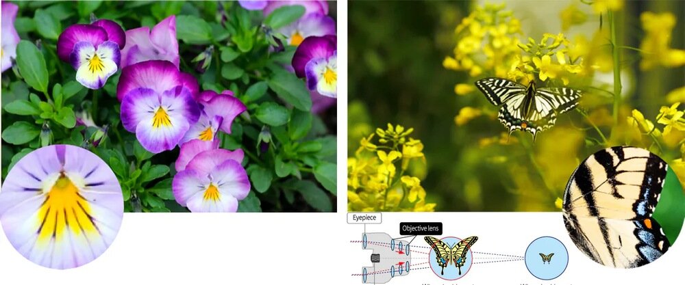 Lornetka PENTAX Papillo II 8.5 x 21 obserwacja makro korekcja konwergencji 50 cm