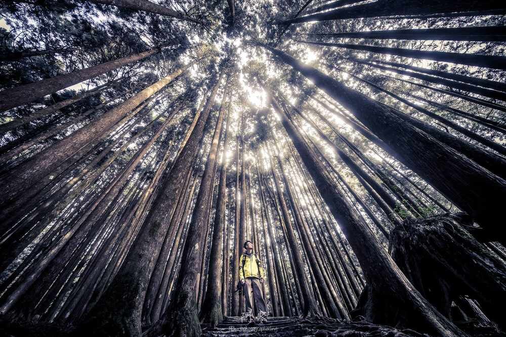 Obiektyw Venus Optics Laowa D-Dreamer 12 mm f/2,8 Zero-D do Sony E - ujęcie drzew z dołu