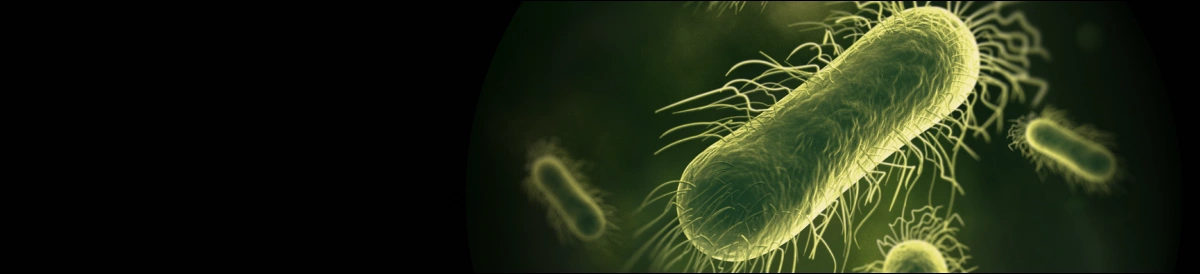 Bakteria pokazana w dużym zbliżeniu