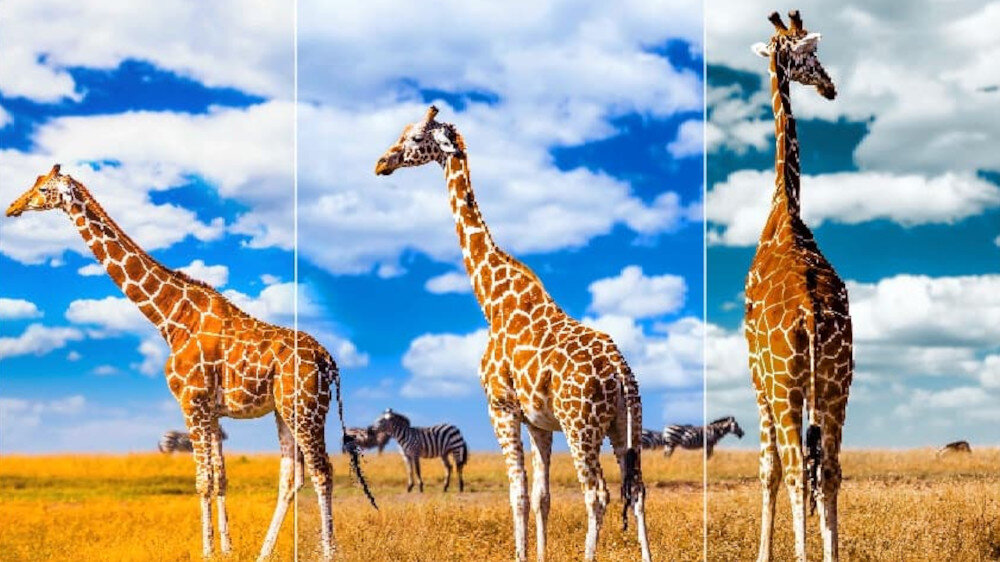 Telewizor TCL LED C745  - ai color