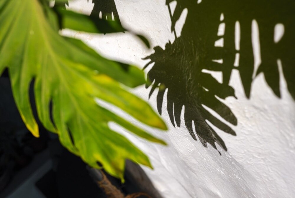 Aparat PANASONIC Lumix DC-S9 liście i cień na ścianie  USB-C 