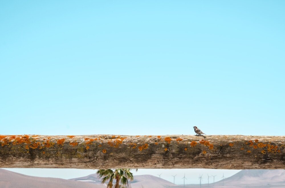 Aparat PANASONIC Lumix DC-S9 ptak na pniu   