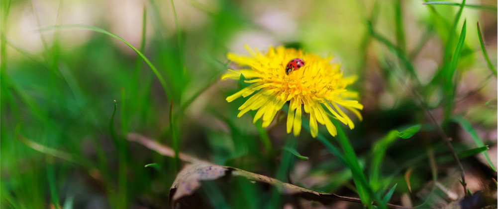 Aparat KODAK AZ252 Bialy 16MPx widok łąka motyl