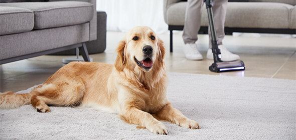 Na dywanie leży pies, a w tle widoczna jest osoba używająca odkurzacza pionowego. Odkurzacz ma podświetlaną szczotkę i znajduje się na podłodze obok kanapy.