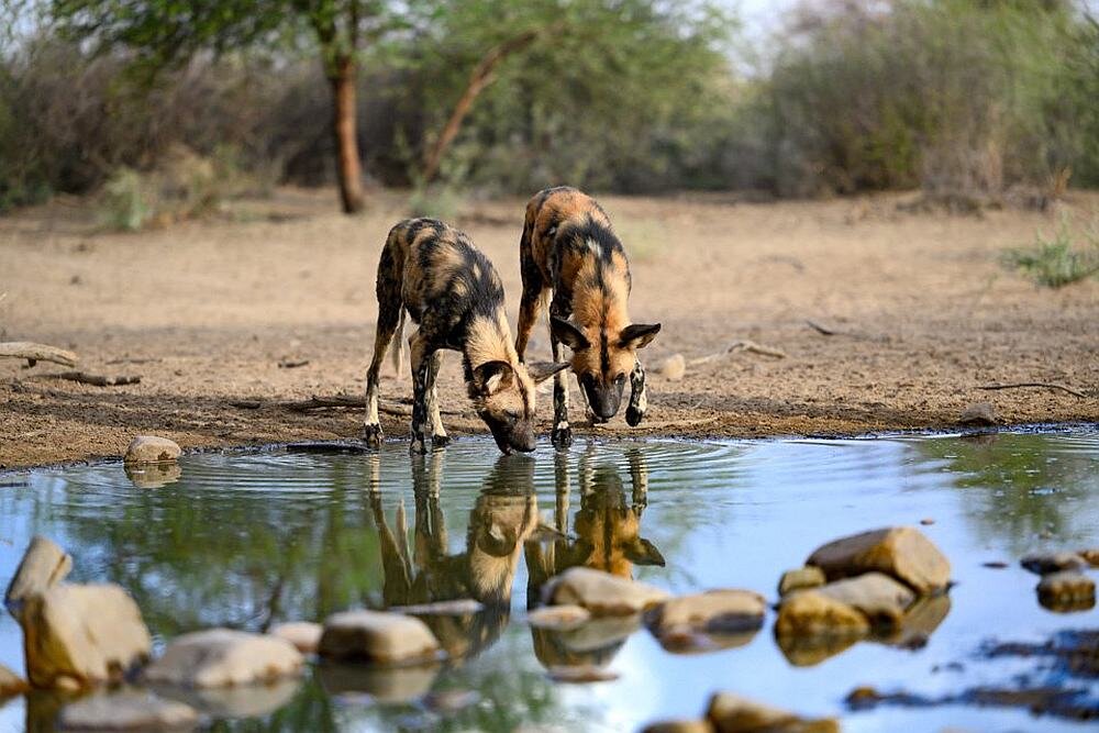 Obiektyw NIKON Nikkor Z 70-200 mm f-2.8 S VR  zoom ogniskowa przysłona montaż ostrość zdjęcia stabilizacja  filmy 