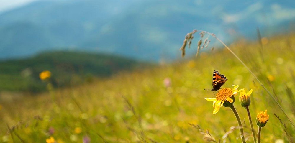 Aparat KODAK FZ152 Czarny 16MPx widok łąka motyl