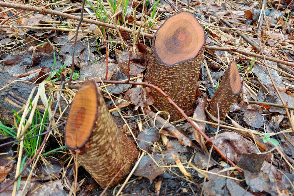 Na ziemi leżą trzy świeżo ścięte pnie drzew o różnej grubości, otoczone suchymi liśćmi i gałązkami. W tle widoczne są zielone źdźbła trawy.
