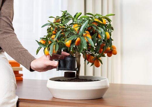 Kobieta trzyma pojemnik na fusy ekspresu do kawy KRUPS Coffee Crush przy drzewku z owocami.