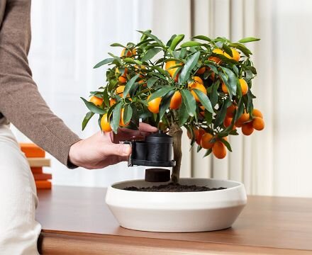 Osoba podlewa małe drzewko owocowe w białej doniczce, które stoi na drewnianym blacie. Drzewko ma zielone liście i pomarańczowe owoce.