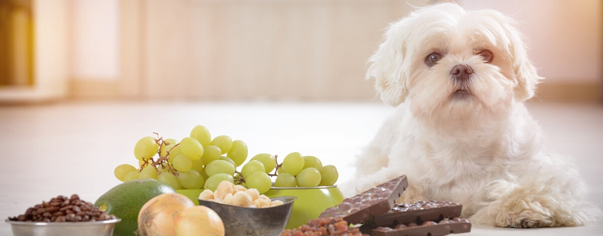 Czego nie może jeść pies? Szkodliwe produkty dla pupila