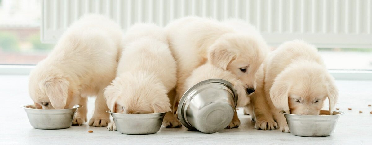 Do kiedy karma junior dla psa?