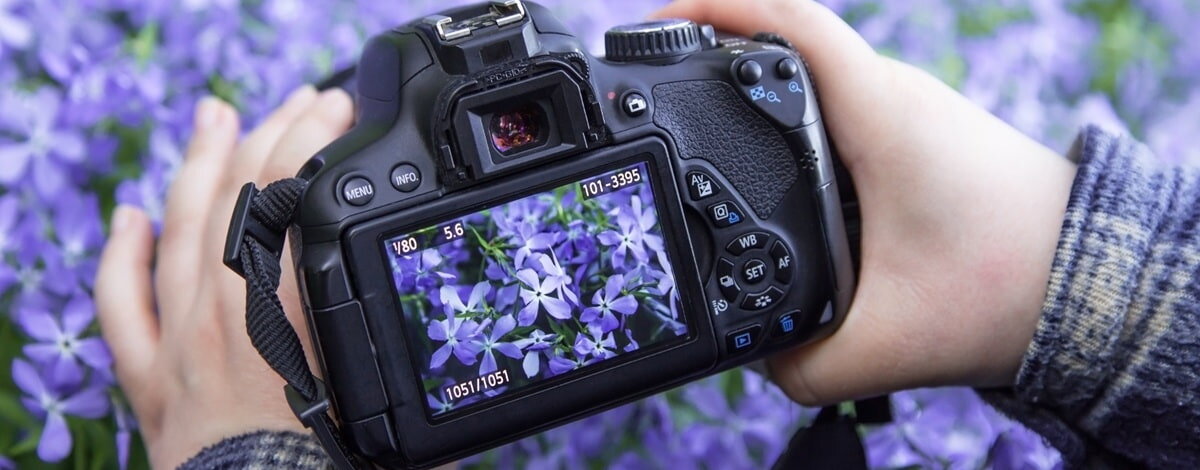 Fotografia przyrodnicza – jaki obiektyw wybrać?