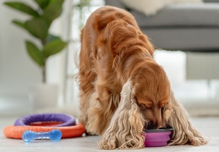 Ranking karm hipoalergicznych dla psa [TOP10]