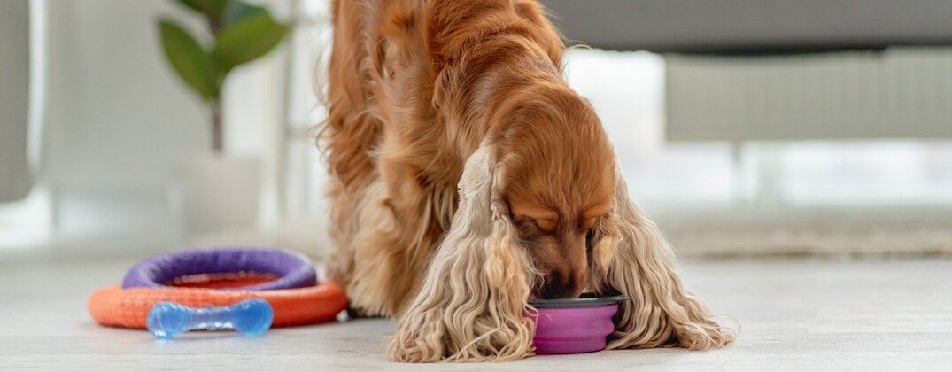 ranking karm hipoalergicznych dla psa