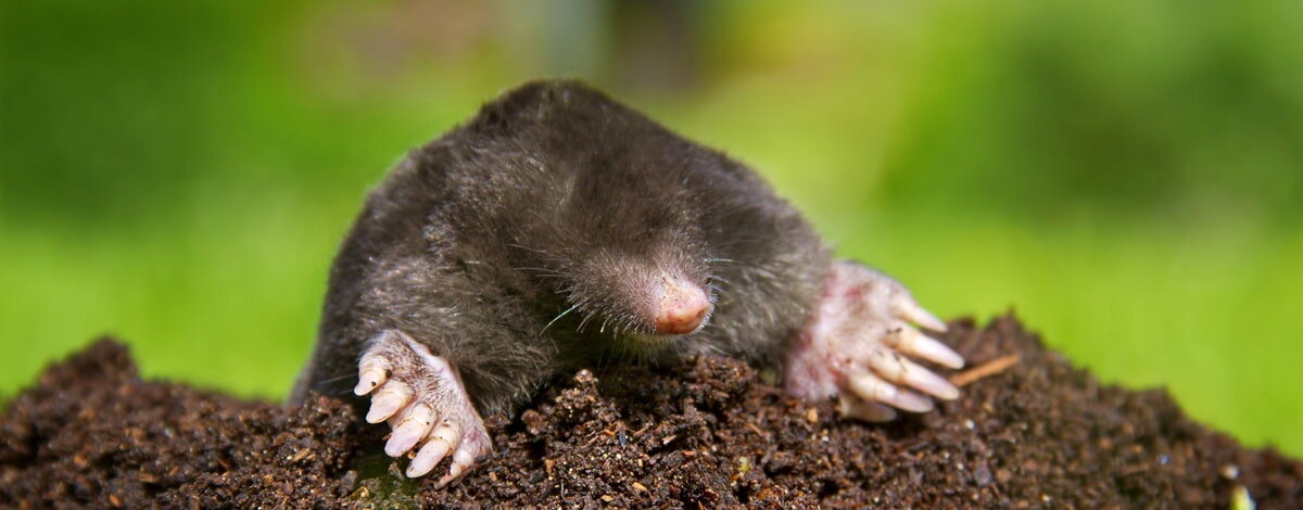 Odstraszacz zwierząt akumulatorowy 0.11 kg