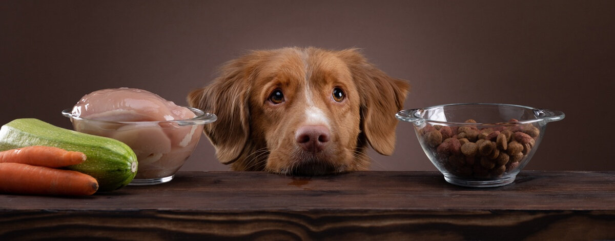 Na czym polega dieta barf dla psa?