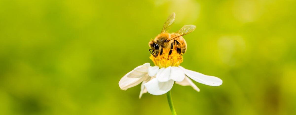 Małe mózgi, wielkie obliczenia — czy pszczoły wskażą drogę chipom jutra?
