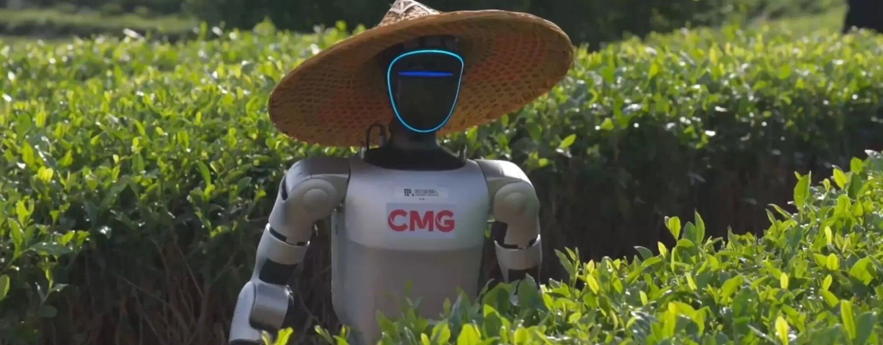 Roboty humanoidalne ruszyły na plantacje herbaty. Tego testu nie dało się przeprowadzić w laboratorium Roboty dostały pracę na plantacji herbaty. Szybko okazało się, że rzeczywistość jest znacznie trudniejsza od testów w laboratoriach