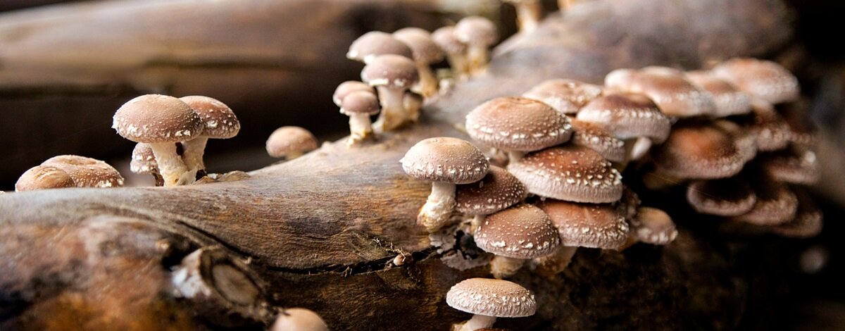 Grzyby mogą być jak pamięć RAM? Zaskakujące odkrycie naukowców z Ohio pamięć ram