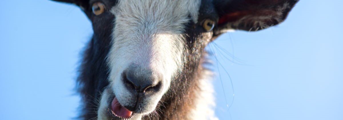 Goat Simulator 3 premiera PS4 i Xbox One