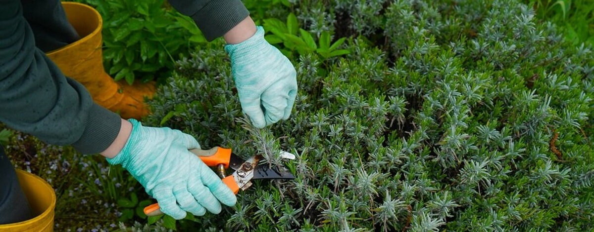 Sekator kowadełkowy czy nożycowy? Jaki wybrać?