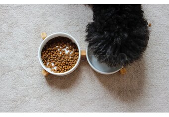 Sucha karma dla psa – ranking 2024 [TOP10]