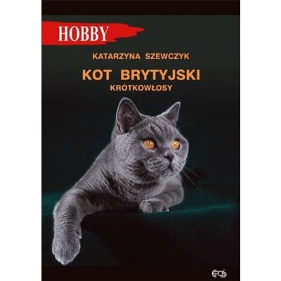 Kot brytyjski krótkowłosy Katarzyna Szewczyk