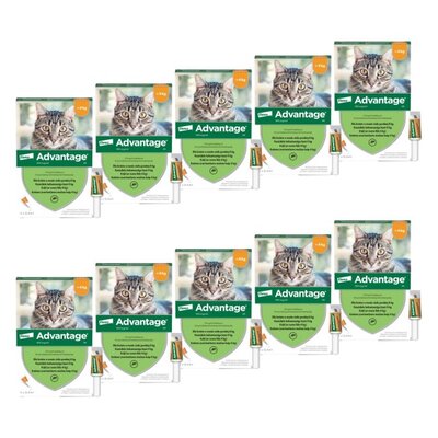 Krople na pchły ELANCO Advantage Małe koty 40 x 0.4 ml